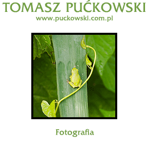 : : Tomasz Pu�kowski - FOTOGRAFIA : :